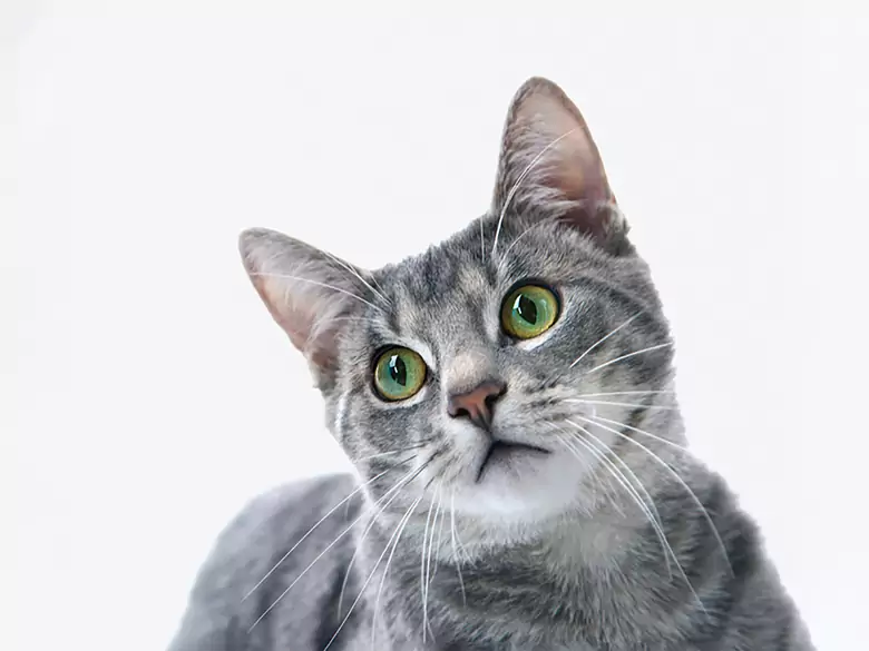 Czym jest toksokaroza?