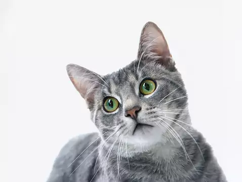 Czym jest toksokaroza?