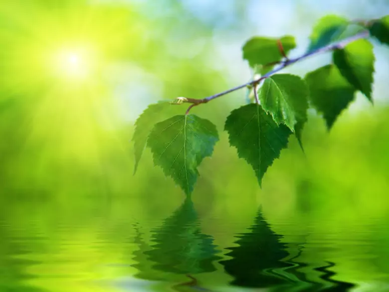 Czy suplementacja betuliną może pomóc w łagodzeniu objawów choroby Parkinsona?