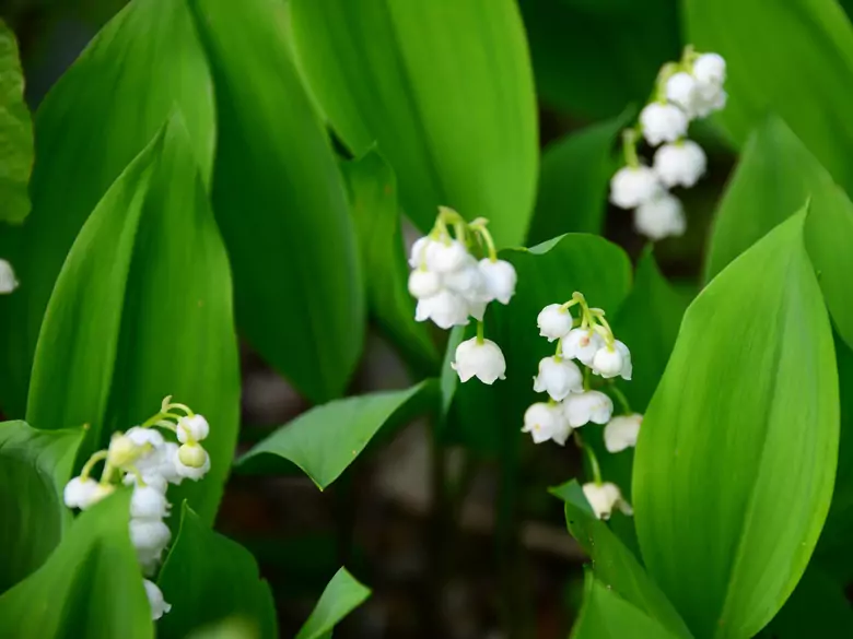 Kwiatowa moc dla pielęgnacji twarzy. Lato w zimowym, domowym SPA