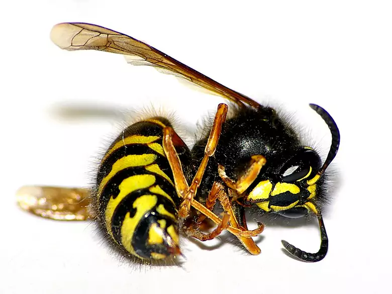 Toksyna jadu osy brazylijskiej pomoże w walce z rakiem!