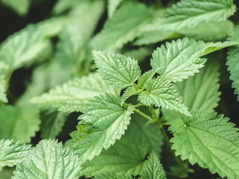 Dziurawiec, pokrzywa i skrzyp polny. Popularne zioła wsparciem dla kobiecej urody