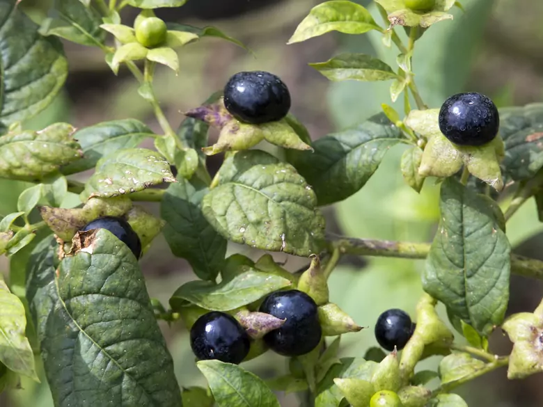 Jakie są korzyści z jedzenia czarnych jagód?