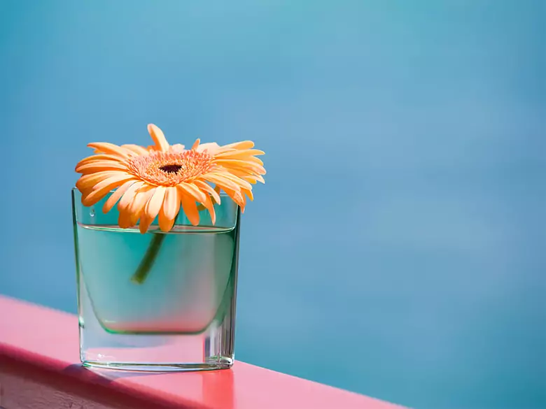 Co zrobić z kwiatami domowymi podczas urlopu?