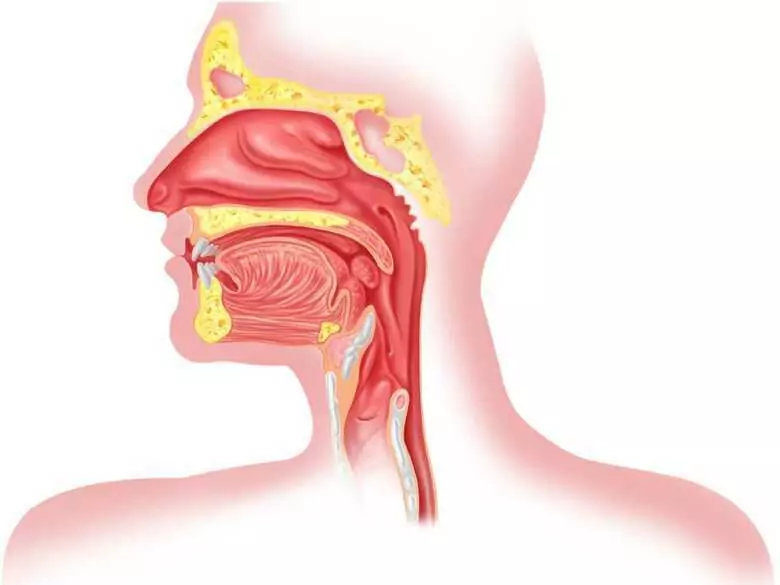 Zespół alergii jamy ustnej – wszystko, co warto o nim wiedzieć