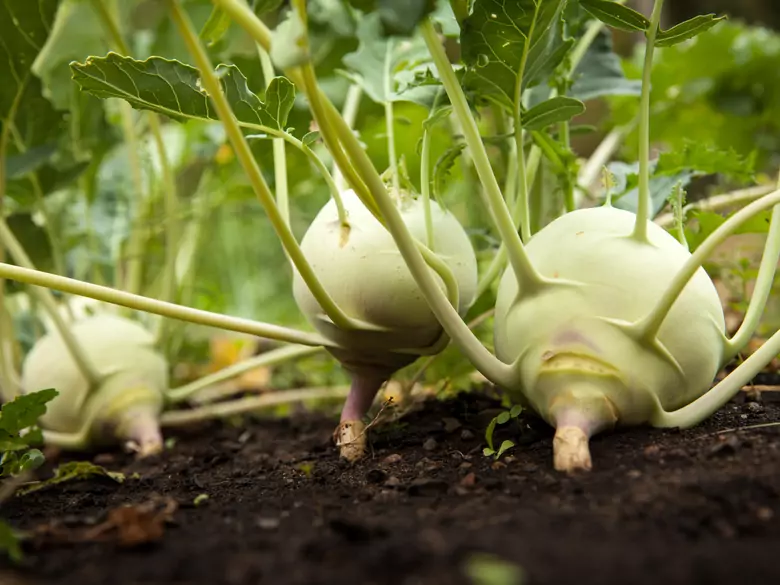 Kalarepa wraca na stoły i salony
