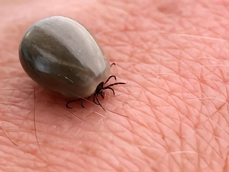 Jak nie dać się oszukać kleszczom tej wiosny?