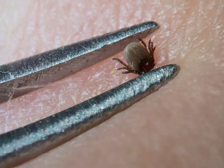 Narosło wiele mitów dotyczących kleszczy. Wypalanie traw nie usuwa tych pajęczaków, a może doprowadzić do pożaru lasu