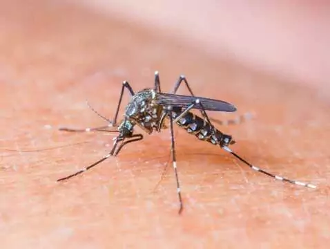 Malaria - gotowi do diagnozy i leczenia?