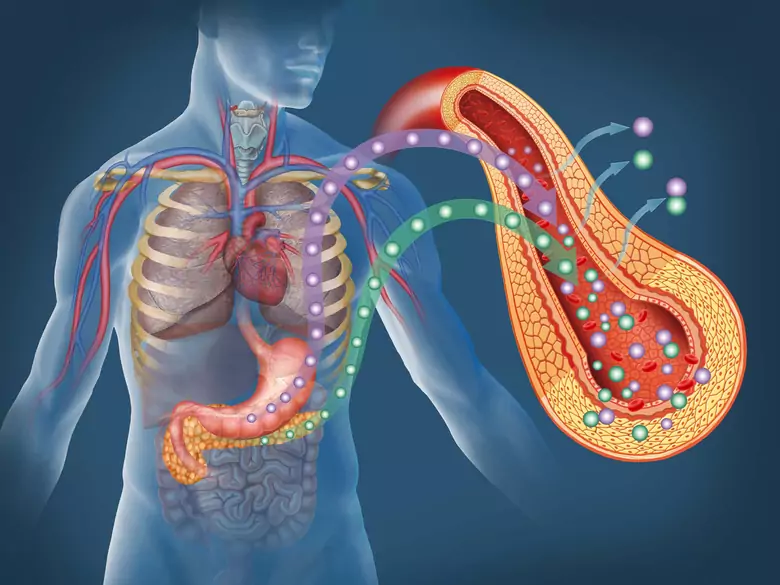 Śródbłonek naczyniowy – mamy go wszyscy, ale czy wiemy, gdzie?