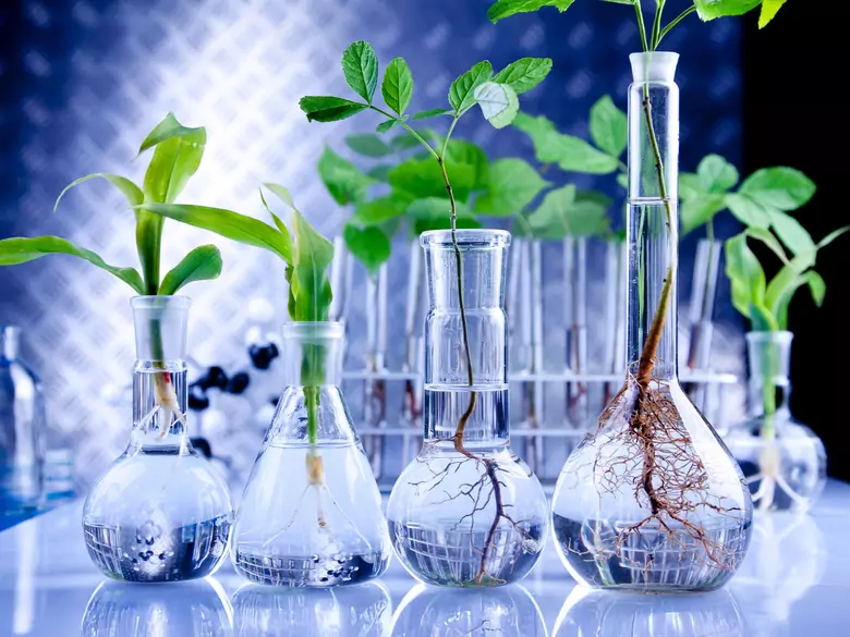 Rośliny pomagają w gojeniu ran skóry