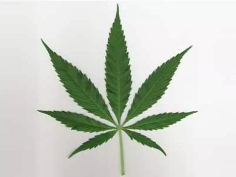 Psychozy a palenie marihuany