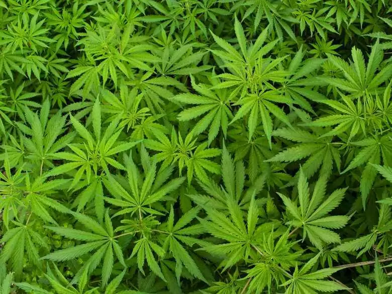 Marihuana lekiem na chorobę Parkinsona?