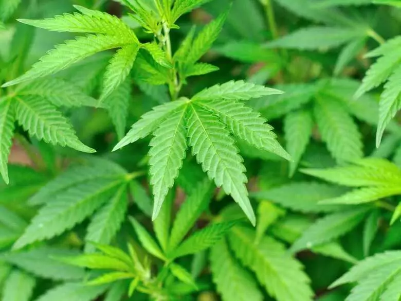 Marihuana medyczna w otolaryngologii