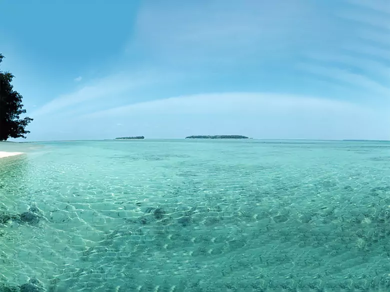 Wpływ alg morskich na nasze ciało