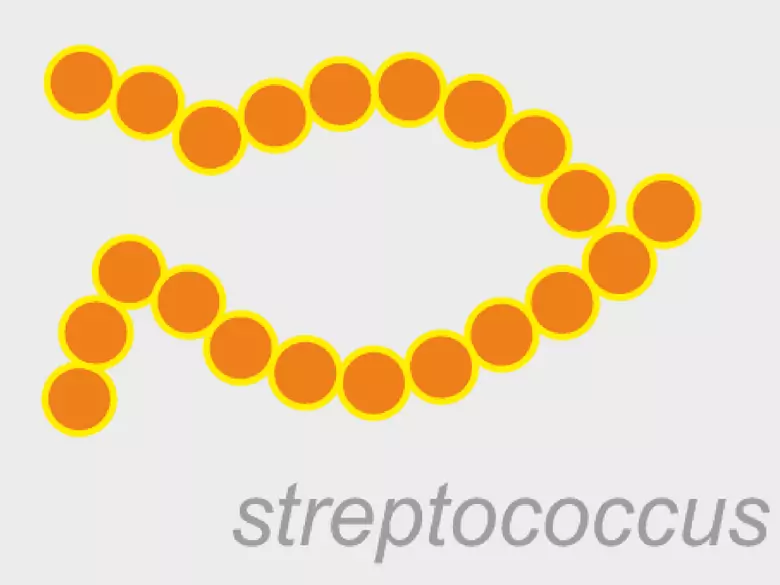 Badanie ASO - podwyższone miano