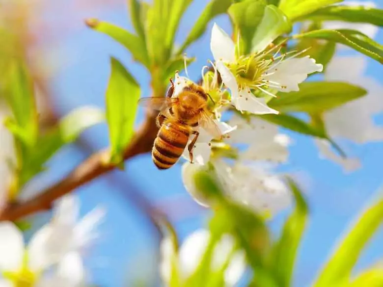 Uloterapia, czyli inhalacje powietrzem z ula