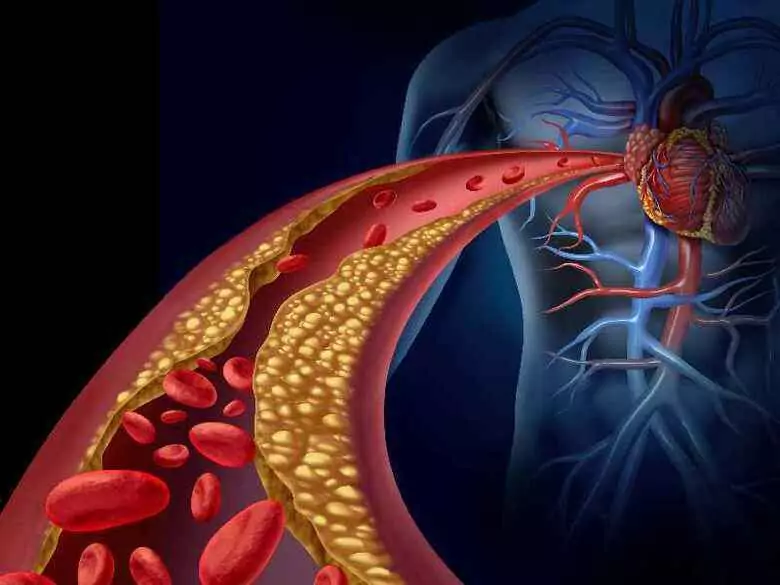 Jak różnią się od siebie naczynia krwionośne człowieka?