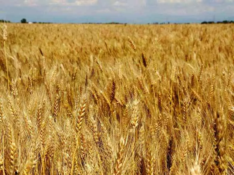 Betaglukany – właściwości rozpuszczalnej frakcji błonnika pokarmowego