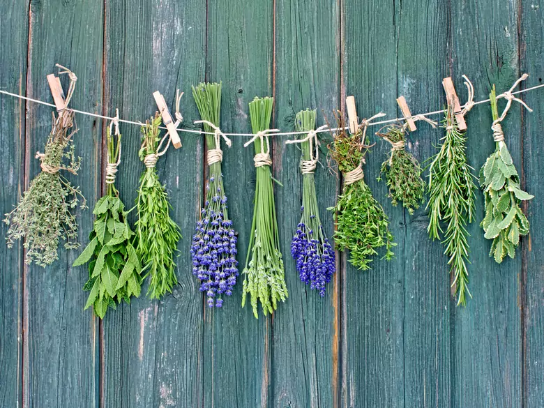 Zastosowanie czystka w gojeniu i leczeniu zmian skórnych